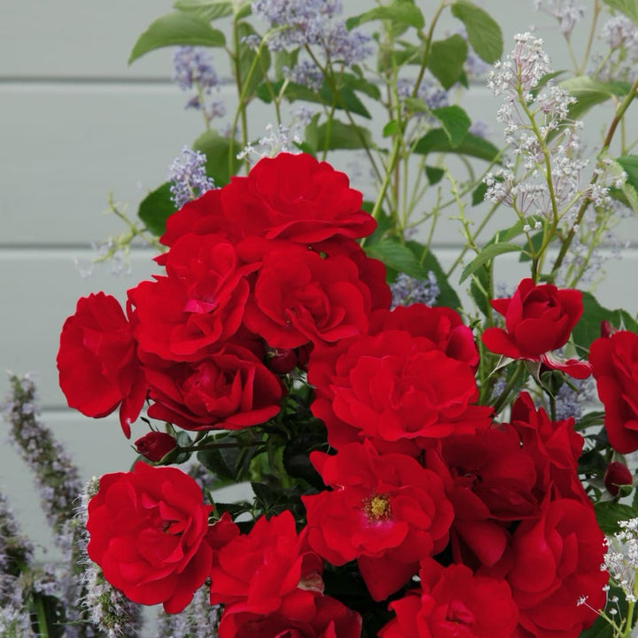 Rosa Cayenne®