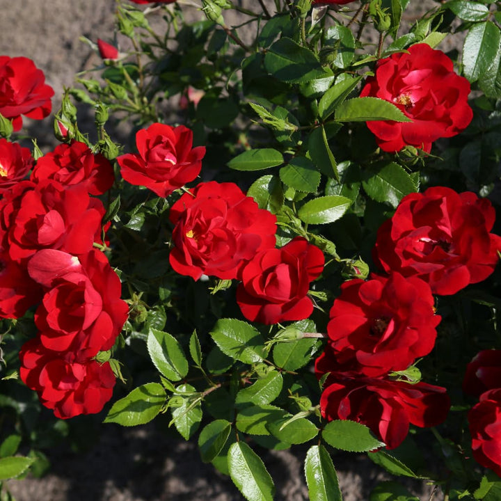 Rosa Cayenne®