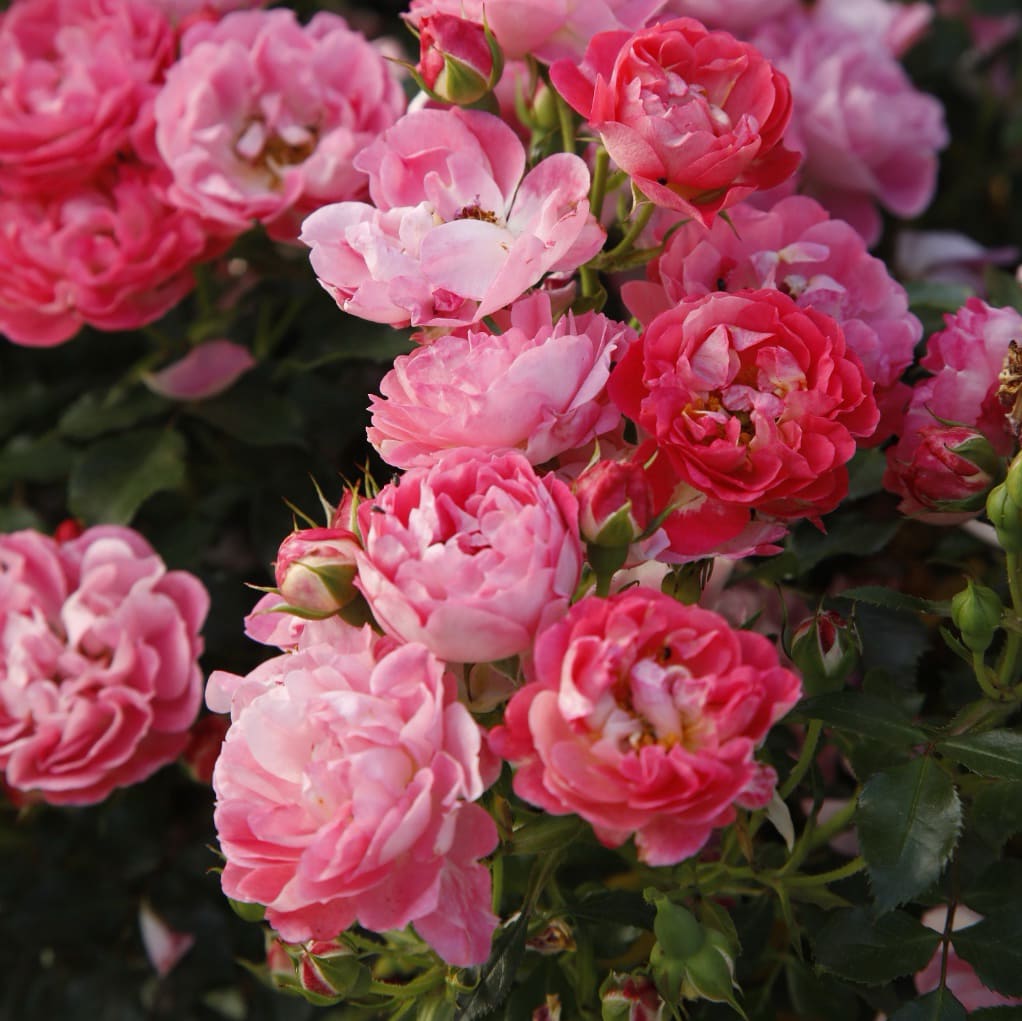 Rosa Charmant®