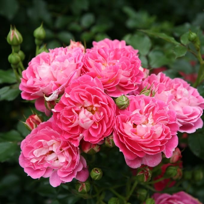 Rosa Charmant®