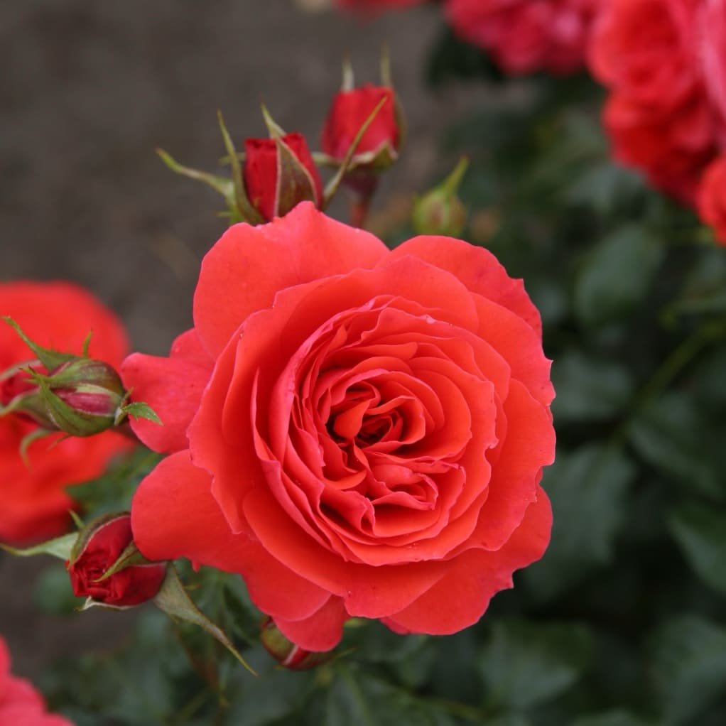Rosa Cherry Girl