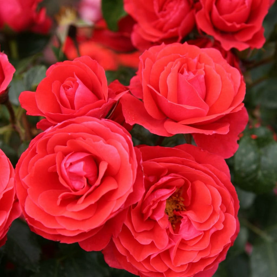 Rosa Cherry Girl