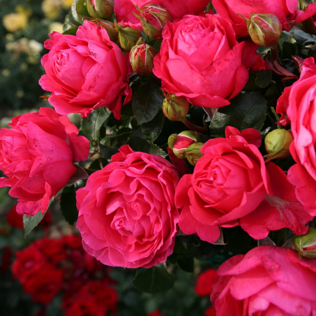 Rosa Cherry Lady®