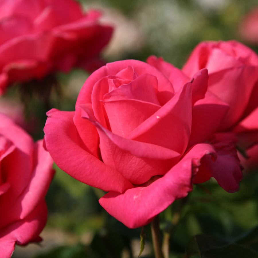 Rosa Cherry Lady®