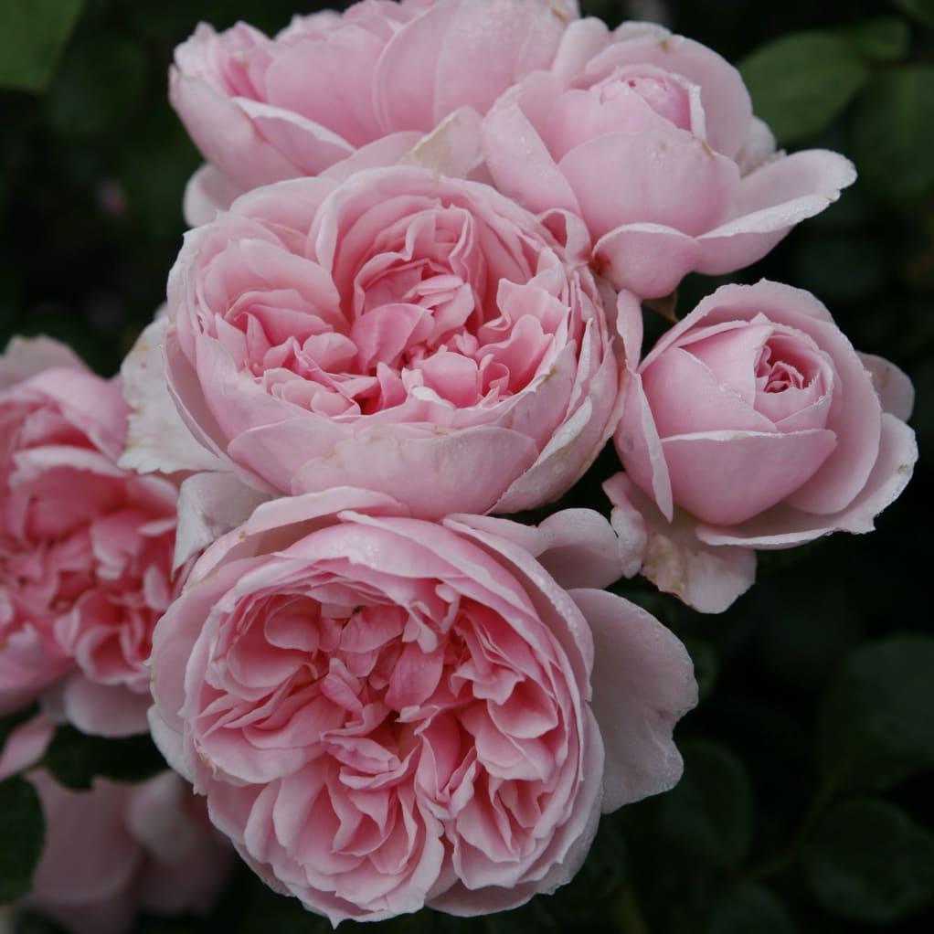 Rosa Cinderella®