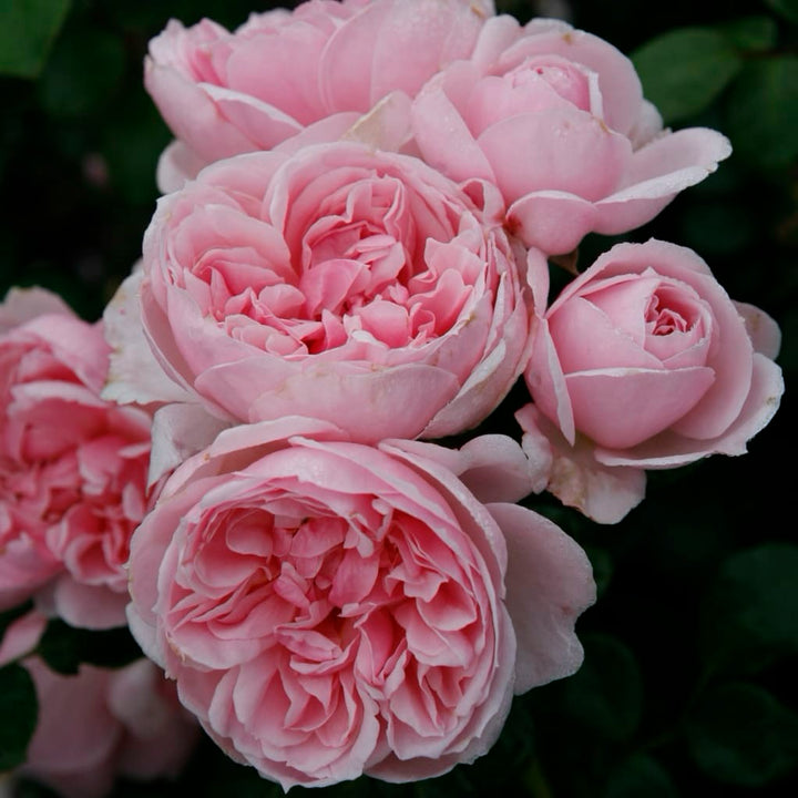 Rosa Cinderella®