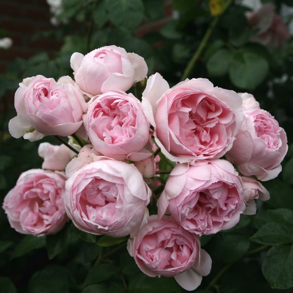 Rosa Cinderella®