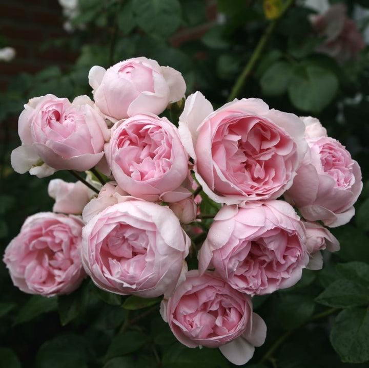 Rosa Cinderella®