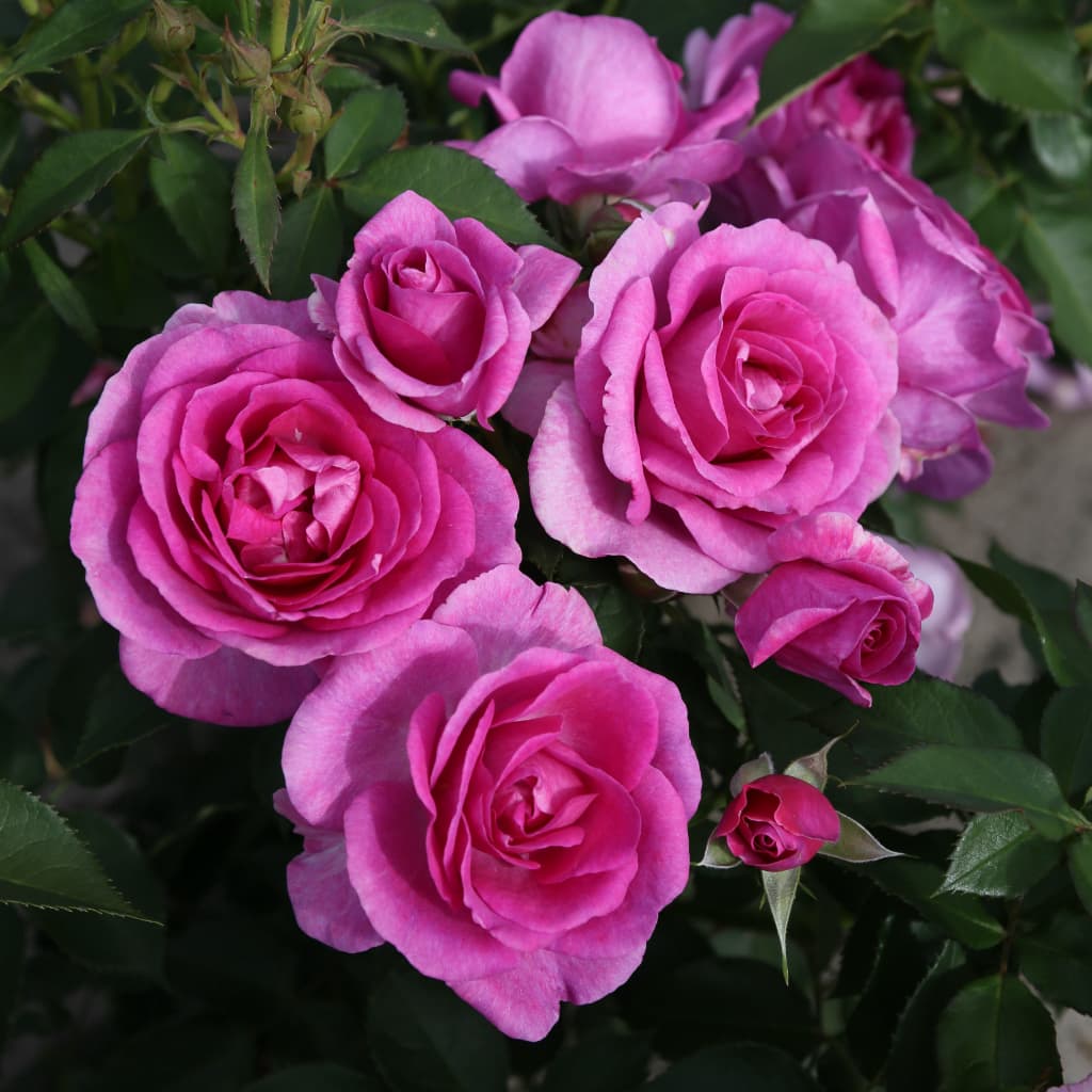 Rosa Clivia®