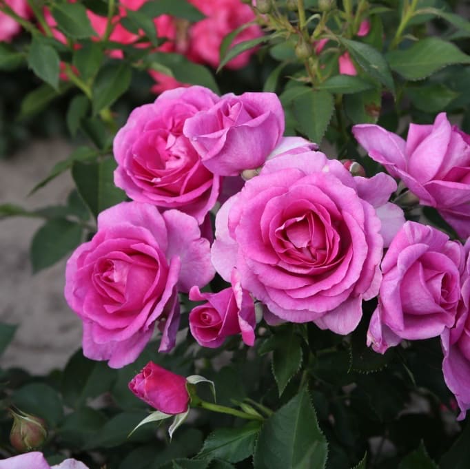 Rosa Clivia®