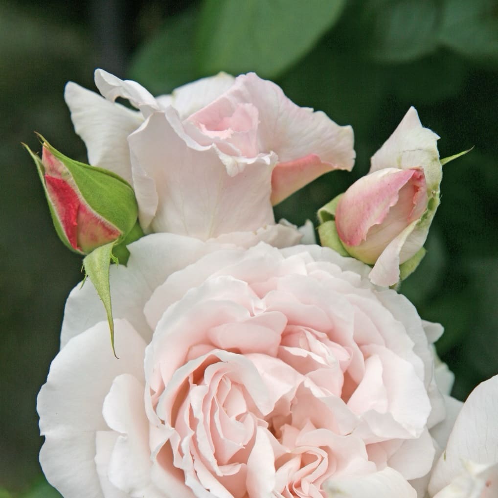 Rosa Constanze Mozart®