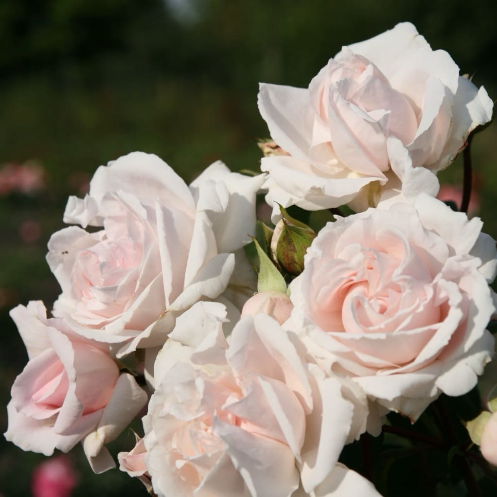 Rosa Constanze Mozart®
