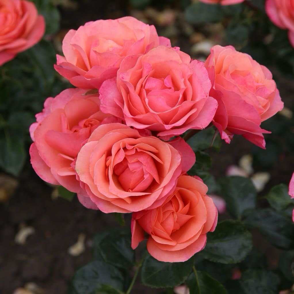 Rosa ‚Coral‘ Lions-Rose®