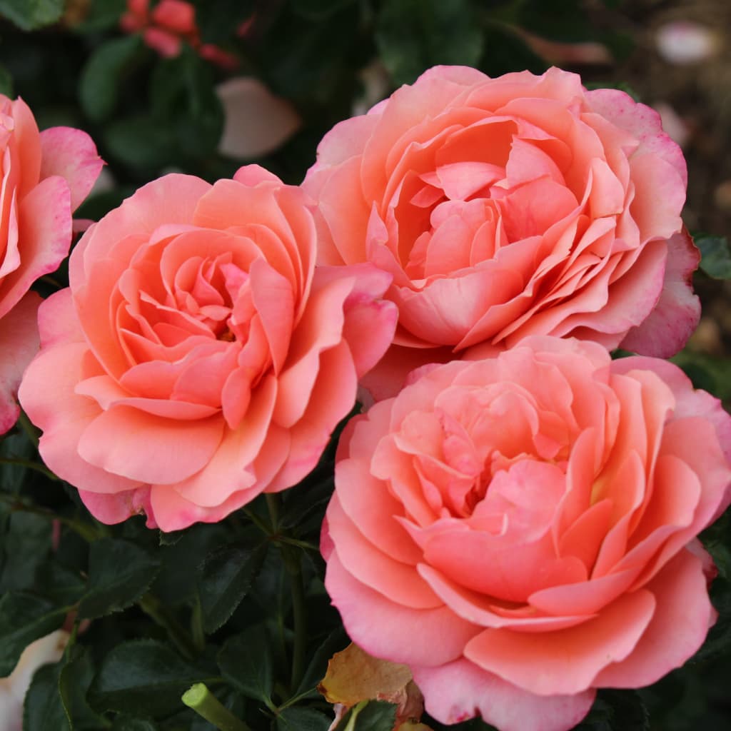 Rosa ‚Coral‘ Lions-Rose®