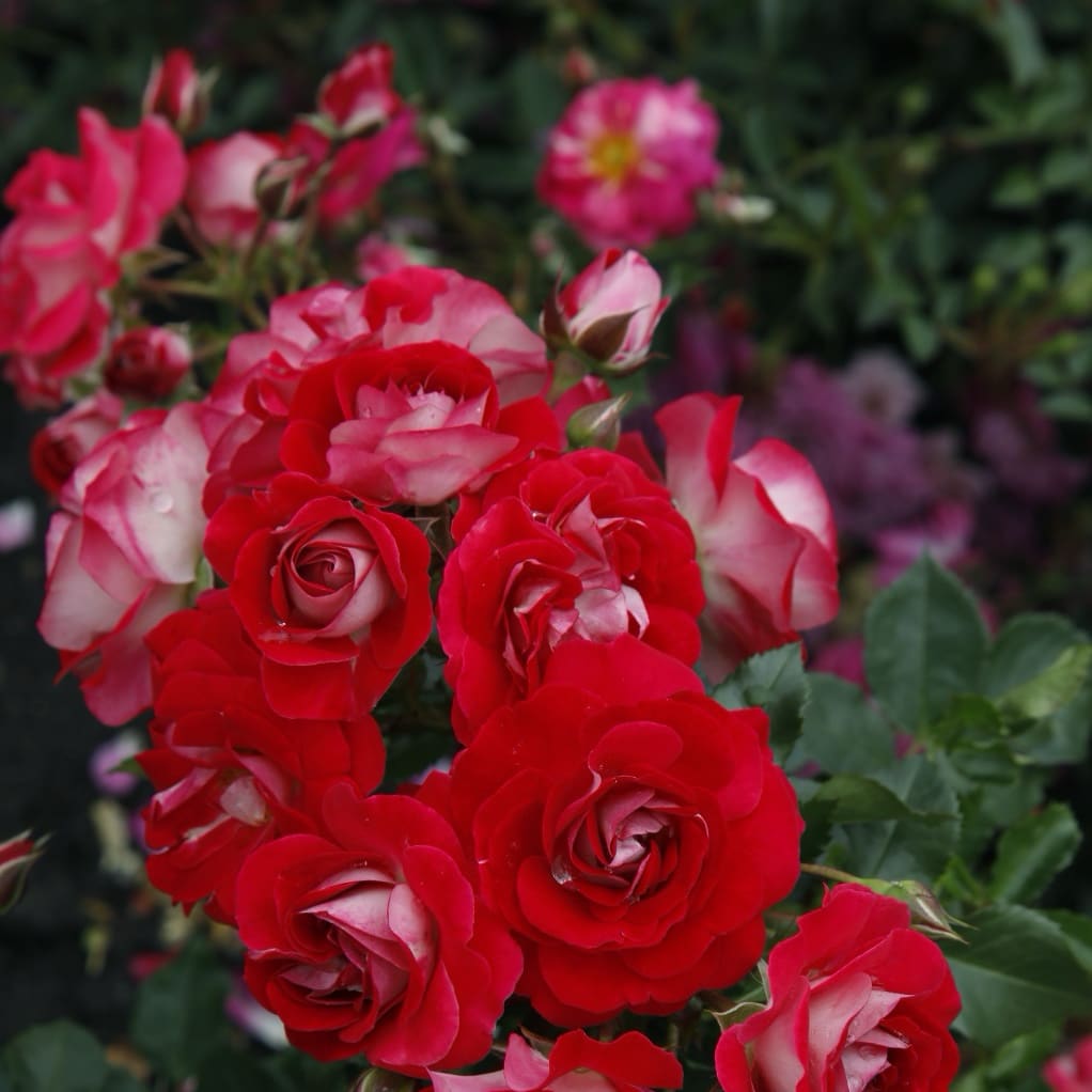Rosa Corazon®