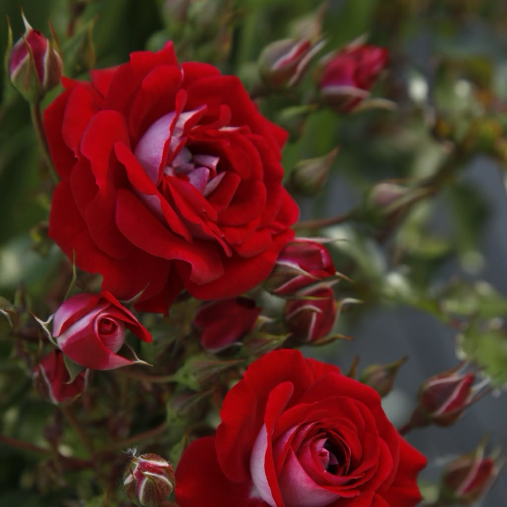 Rosa Corazon®