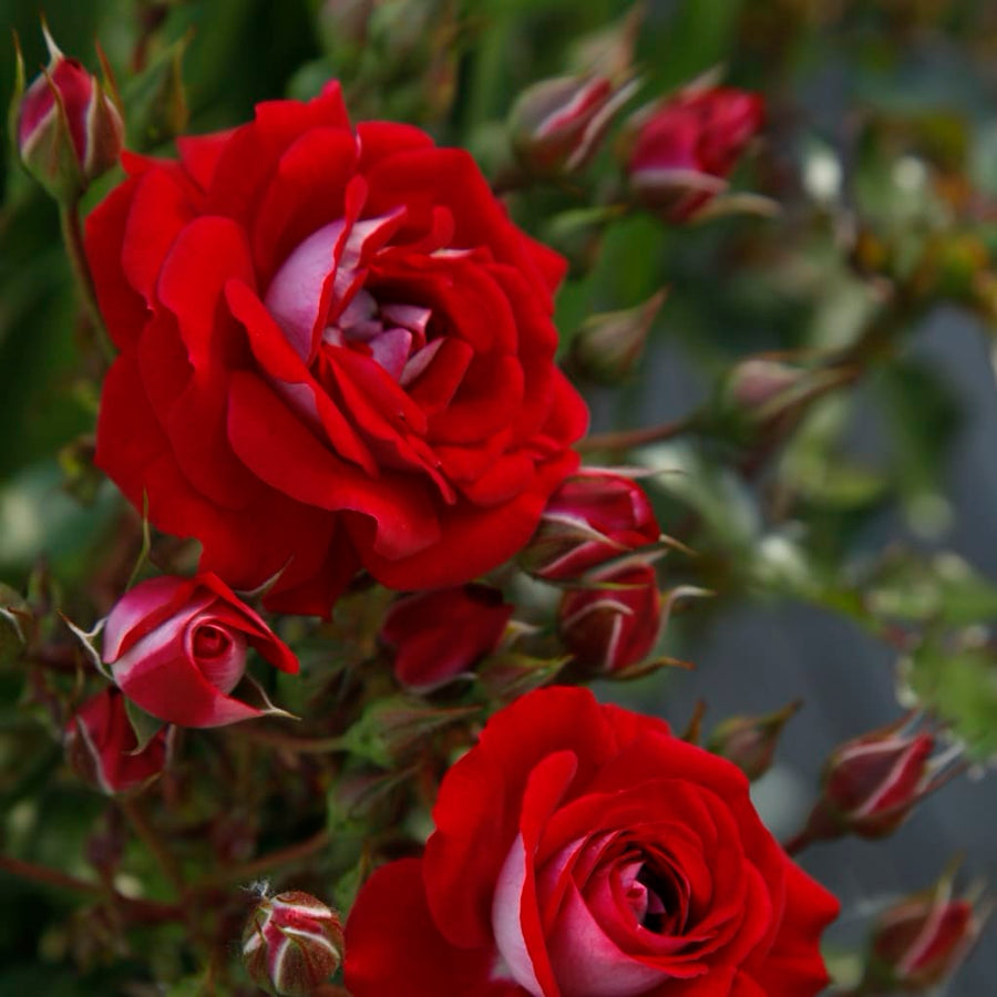 Rosa Corazon®