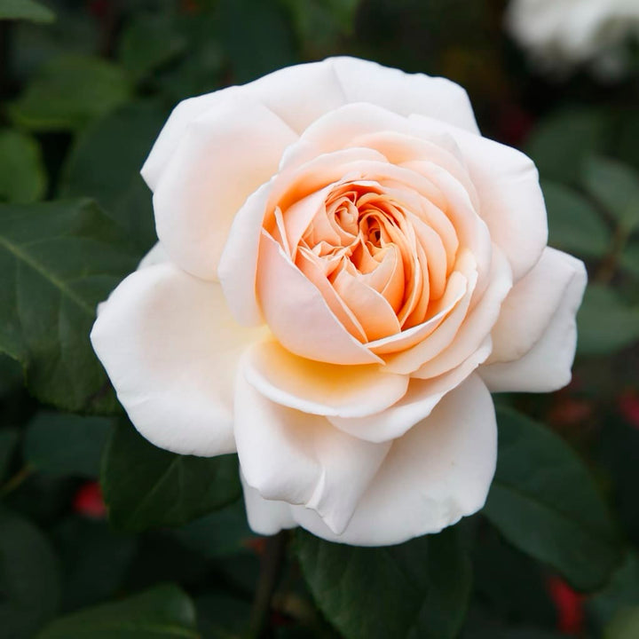 Rosa Courage®