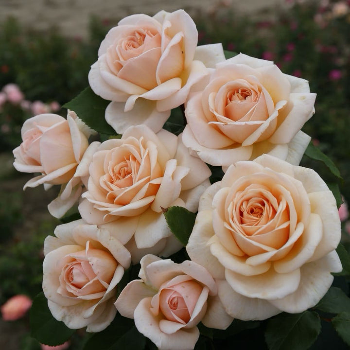 Rosa Courage®