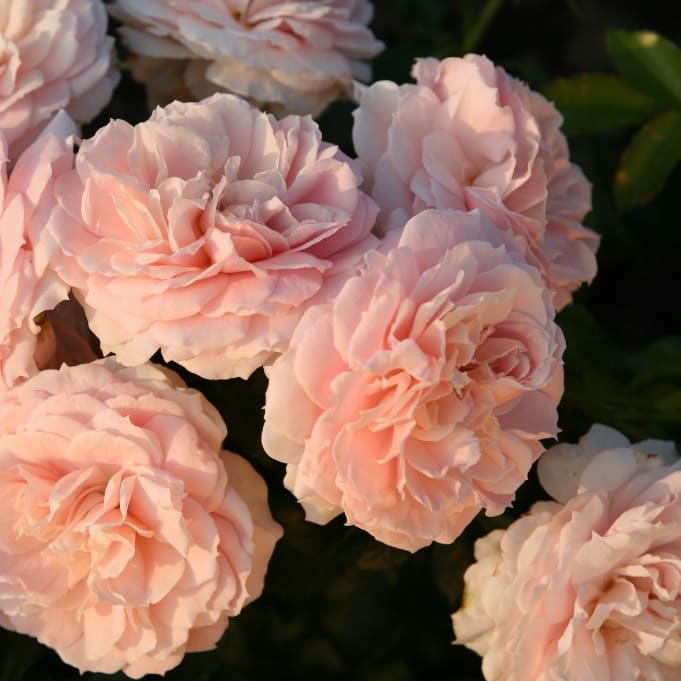 Rosa Cremosa®