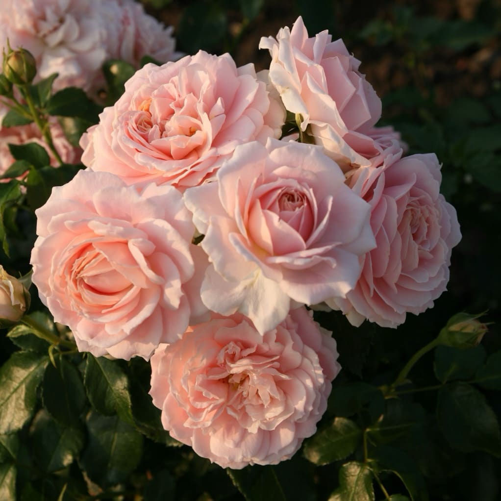 Rosa Cremosa®