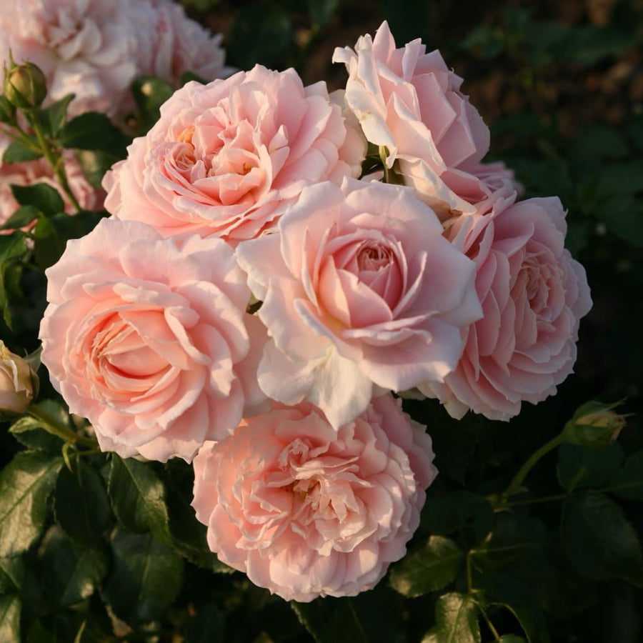 Rosa Cremosa®