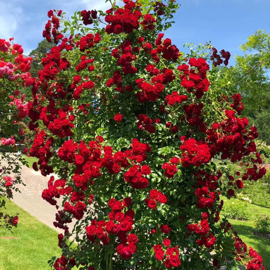 Rosa ‚Crimson‘ Siluetta®