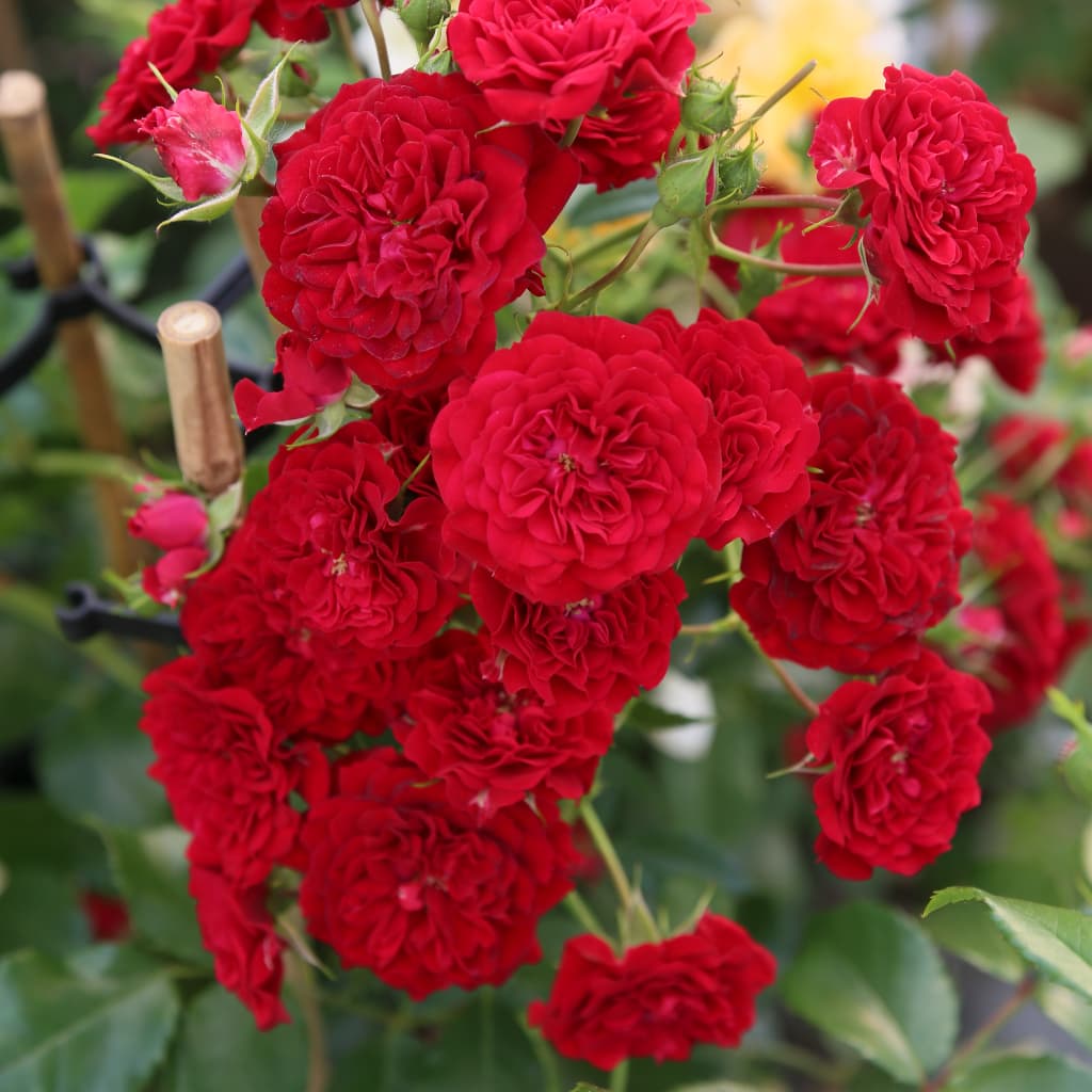 Rosa ‚Crimson‘ Siluetta®