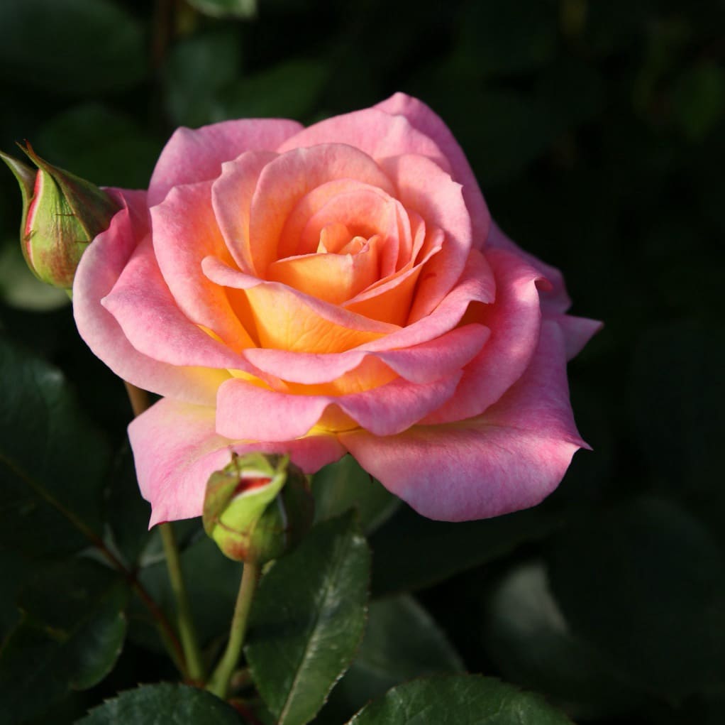 Rosa Dekora®