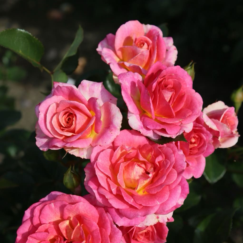Rosa Dekora®