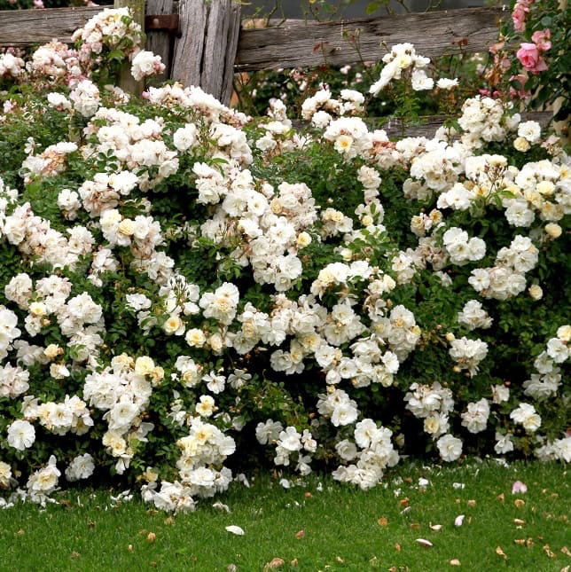 Rosa Diamant®