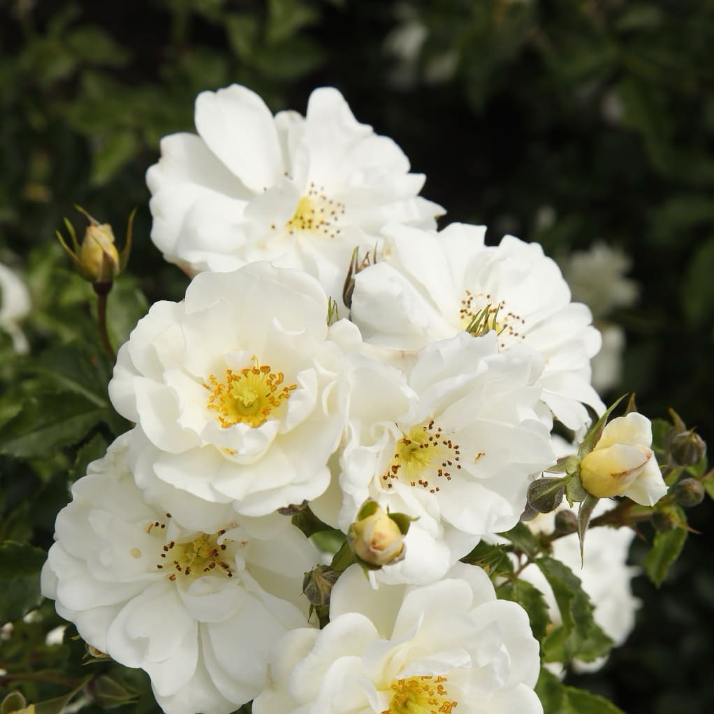 Rosa Diamant®