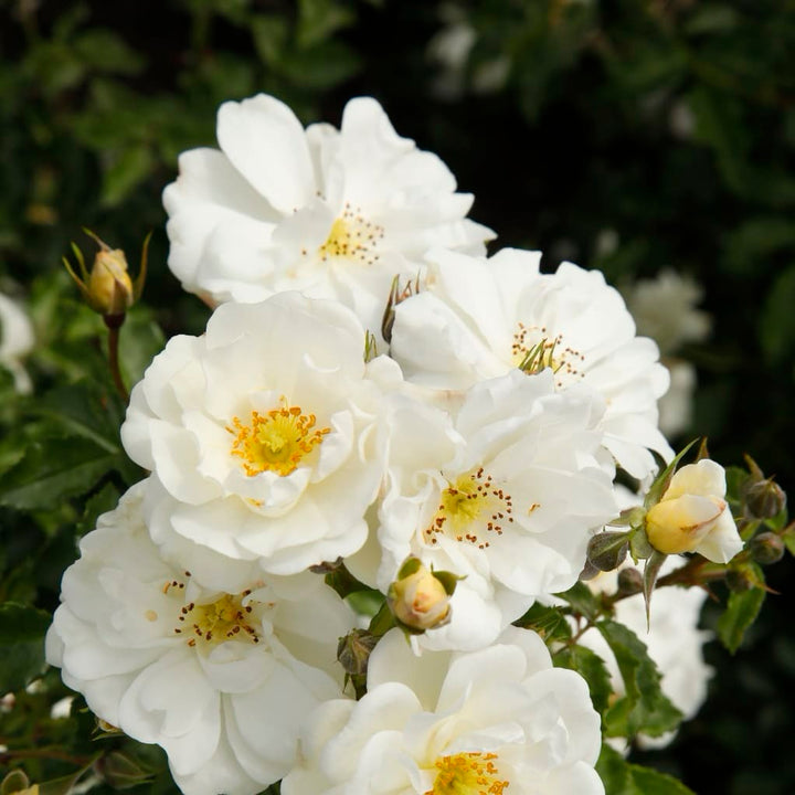 Rosa Diamant®