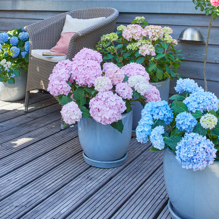 Rosa Hortensie Endless Summer® 'The Original' im Topf