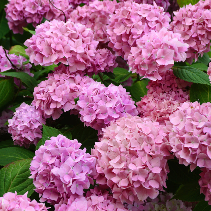 Rosa Endless Summer® Hortensie 'The Original'