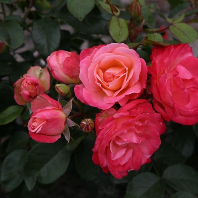Rosa Enjoy®