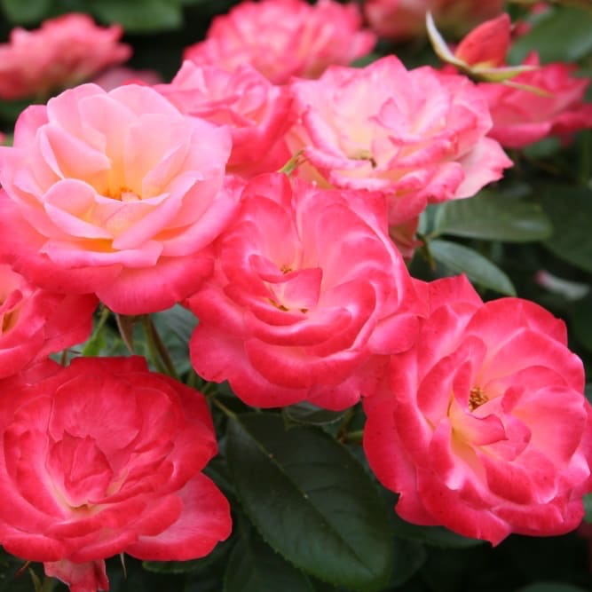 Rosa Enjoy®