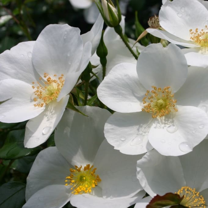 Rosa Escimo®