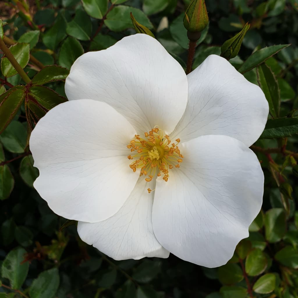 Rosa Escimo®