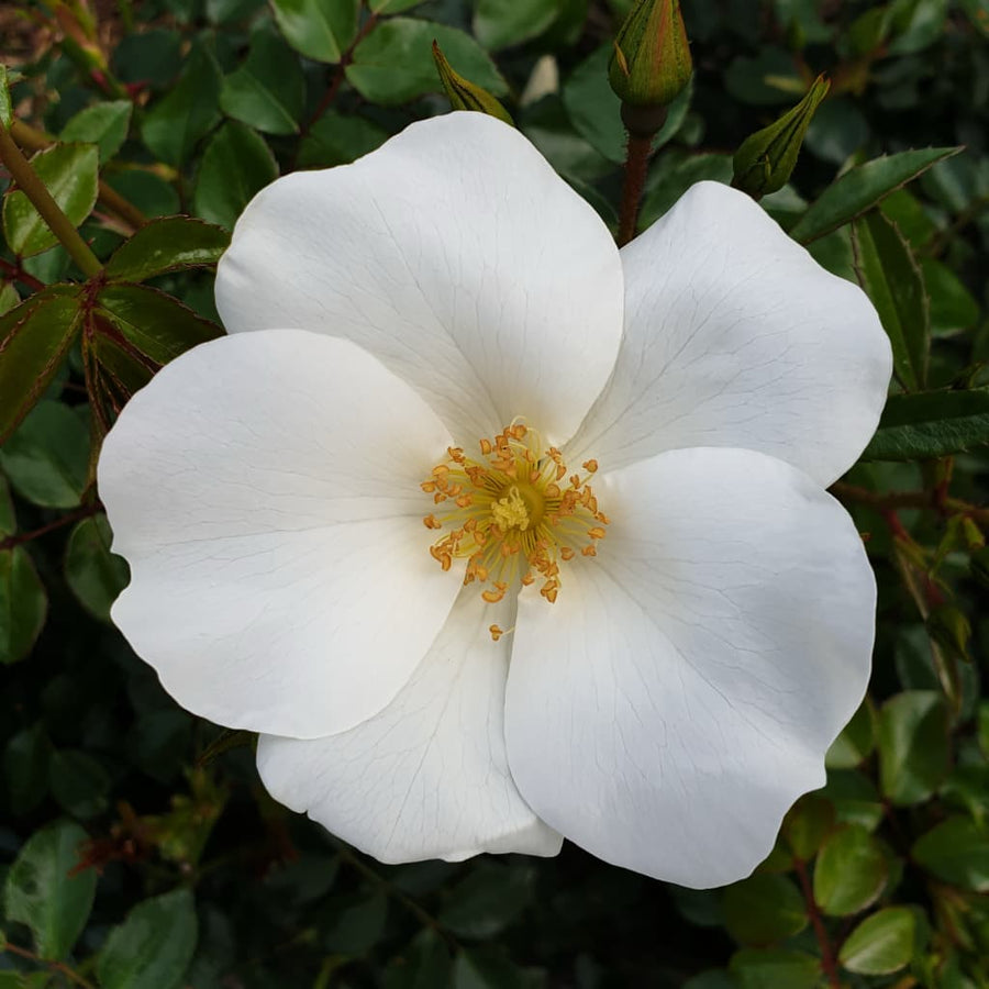 Rosa Escimo®