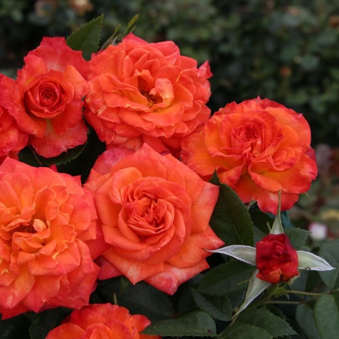 Rosa Feurio®