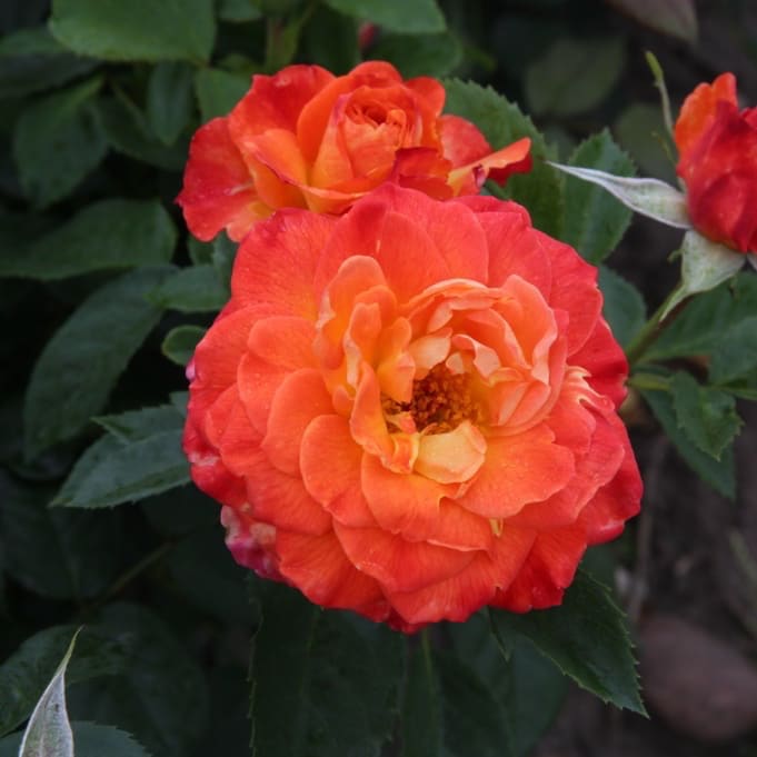 Rosa Feurio®