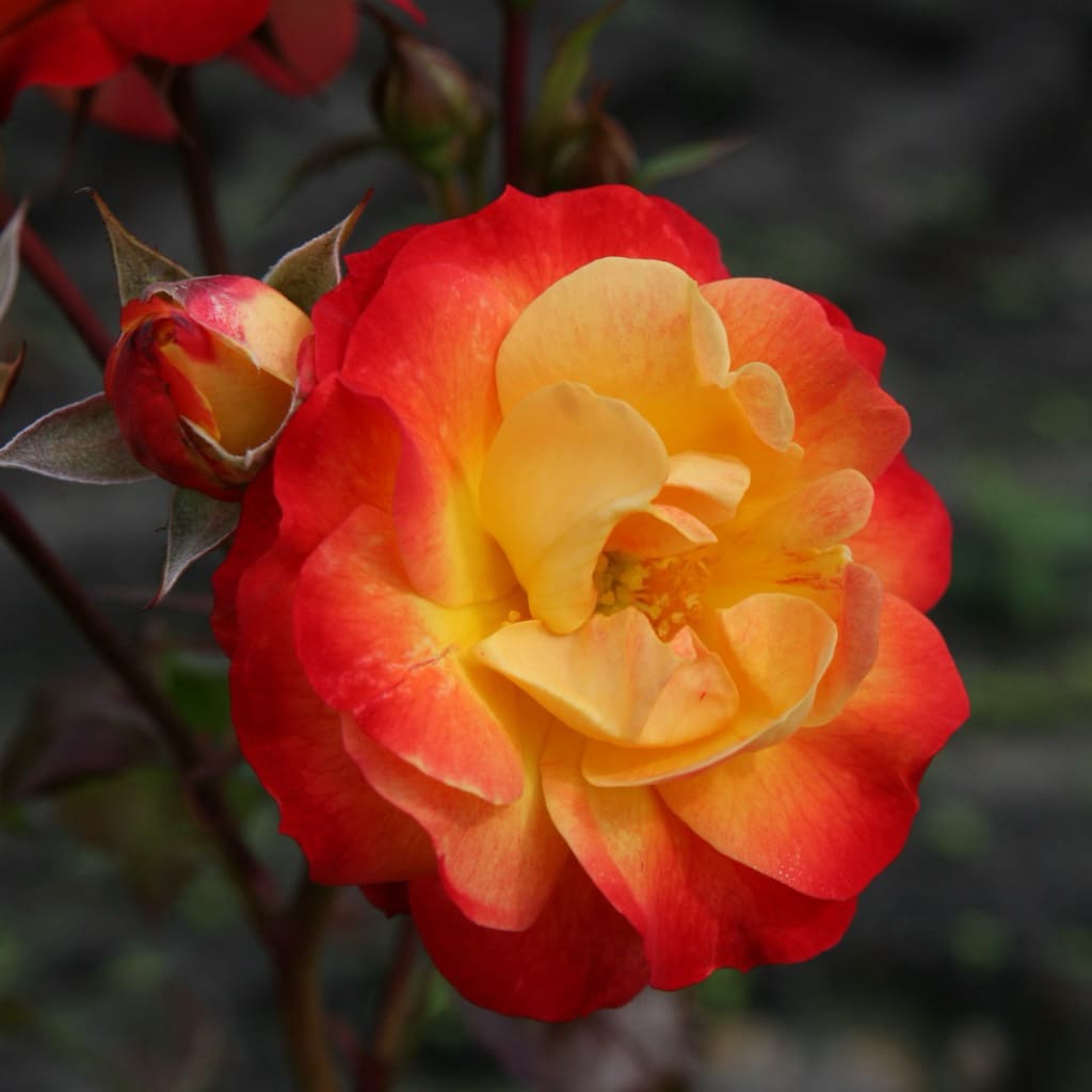 Rosa Firebird®