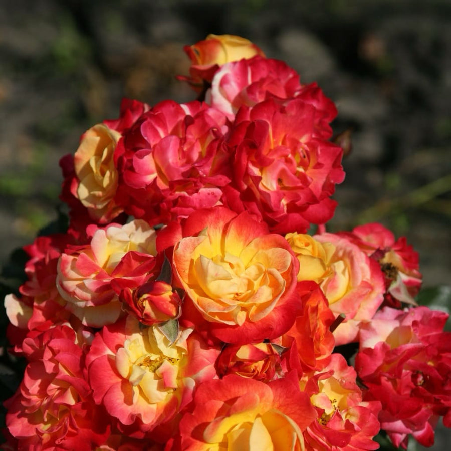 Rosa Firebird®