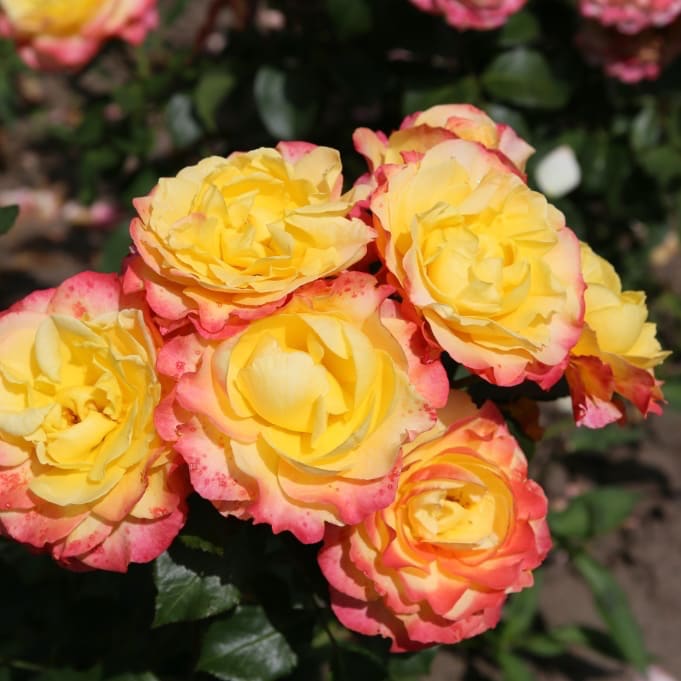 Rosa Flaming Star®