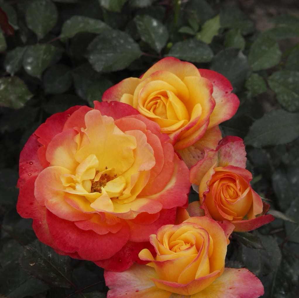 Rosa Flaming Star®