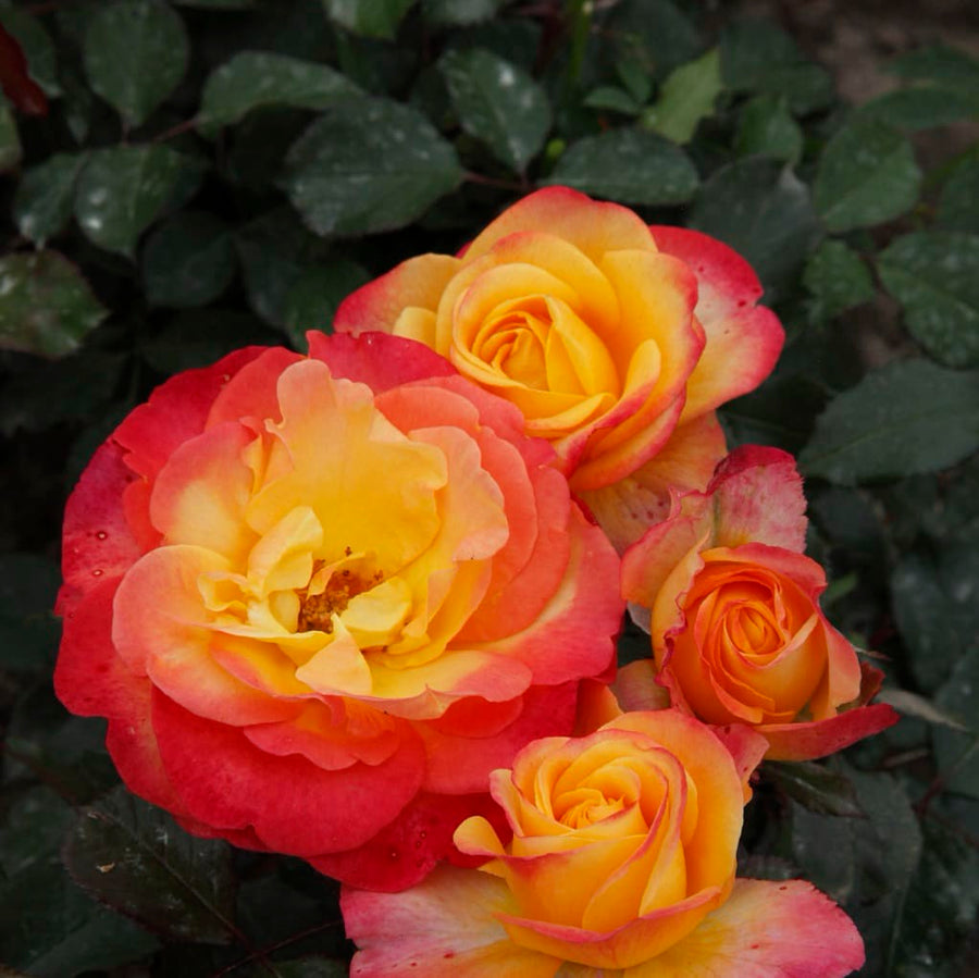 Rosa Flaming Star®