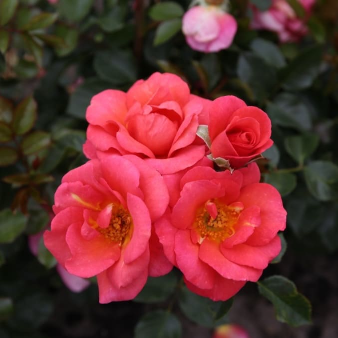 Rosa Flamingo®