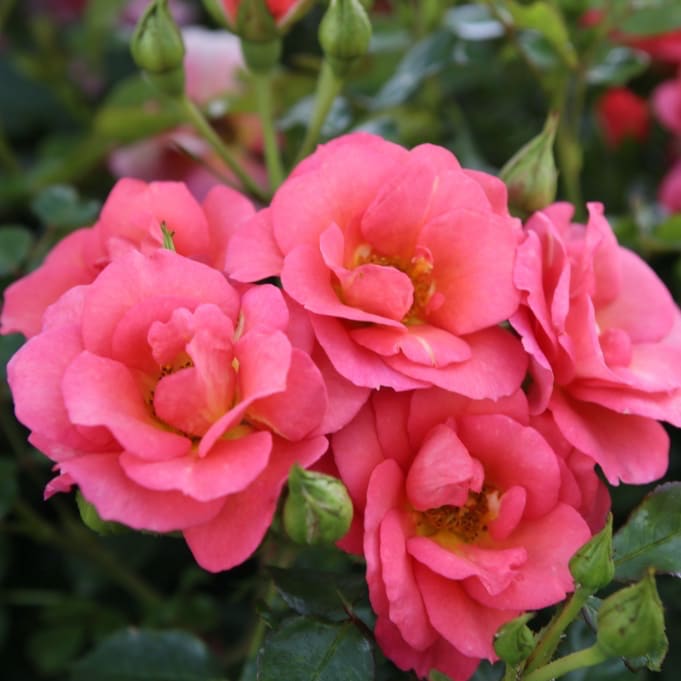 Rosa Flamingo®
