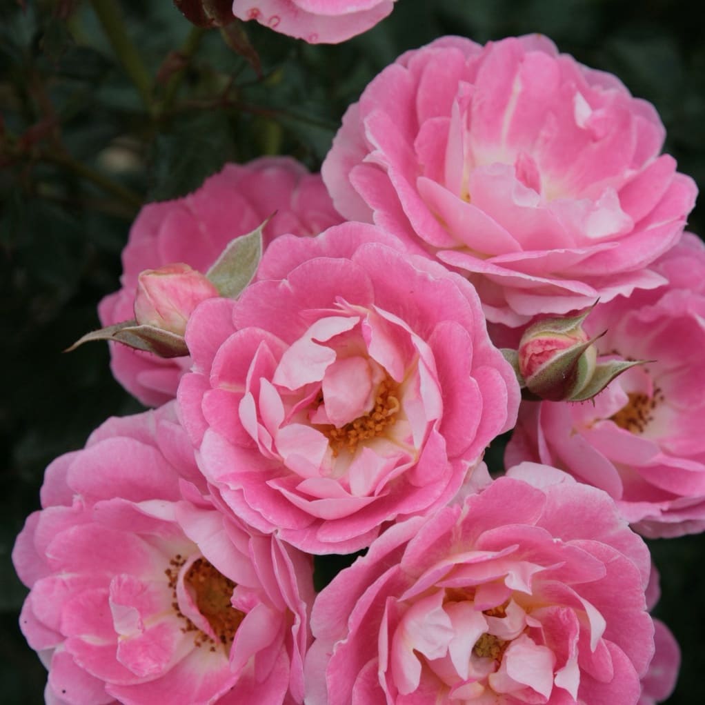 Rosa Flirt 2011®